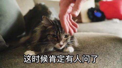 国产猫粮厂视频,探秘本土品牌生产过程