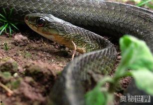 国产蛇饲养方法视频,视频教程详解