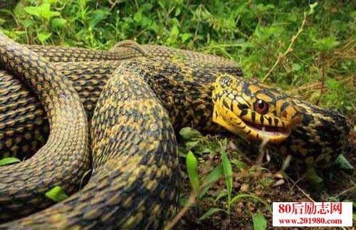 国产蛇饲养方法视频,视频教程详解