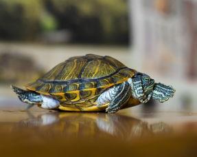 国产老乌龟原创视频