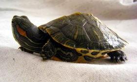 国产老乌龟原创视频