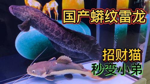 国产雷龙鱼可以驯养吗视频,揭秘水中霸主的驯服之道