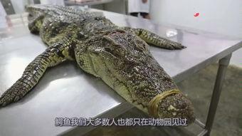 国产鳄鱼视频电影大全,惊险刺激，鳄影重重