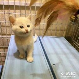 猫咪视频国产精品,国产猫咪视频精品赏析