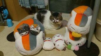 猫咪视频国产精品,国产猫咪视频精品赏析