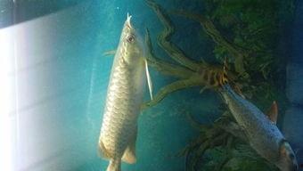 金龙鱼国产视频,见证中国食用油产业的崛起之路