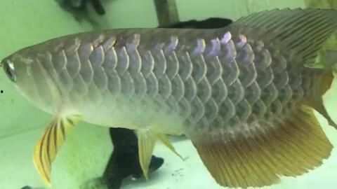 金龙鱼国产视频,见证中国食用油产业的崛起之路