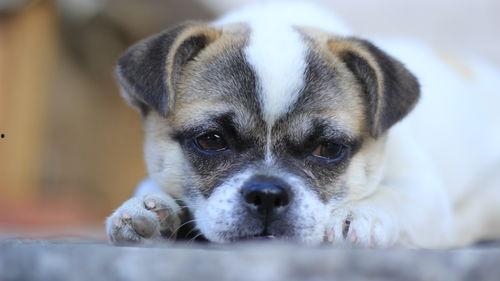 狗蝴蝶结国产视频大全集