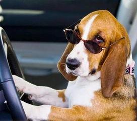 狗蝴蝶结国产视频大全集